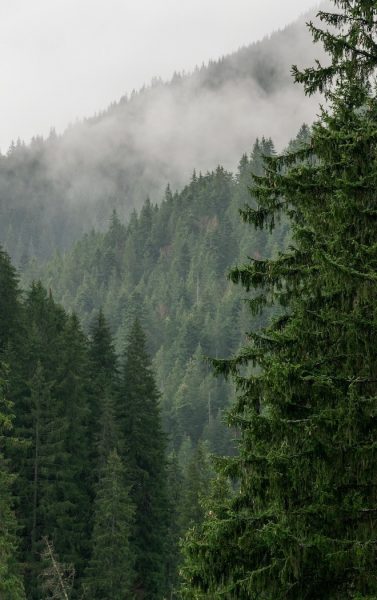 Beautiful thick dark green pine tree with a moody, misty pine forest in the background. Forested mountain slope in low lying cloud. Landscape in vintage retro hipster style.